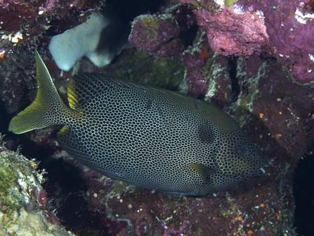 Pesce Coniglio – Siganus stellatus