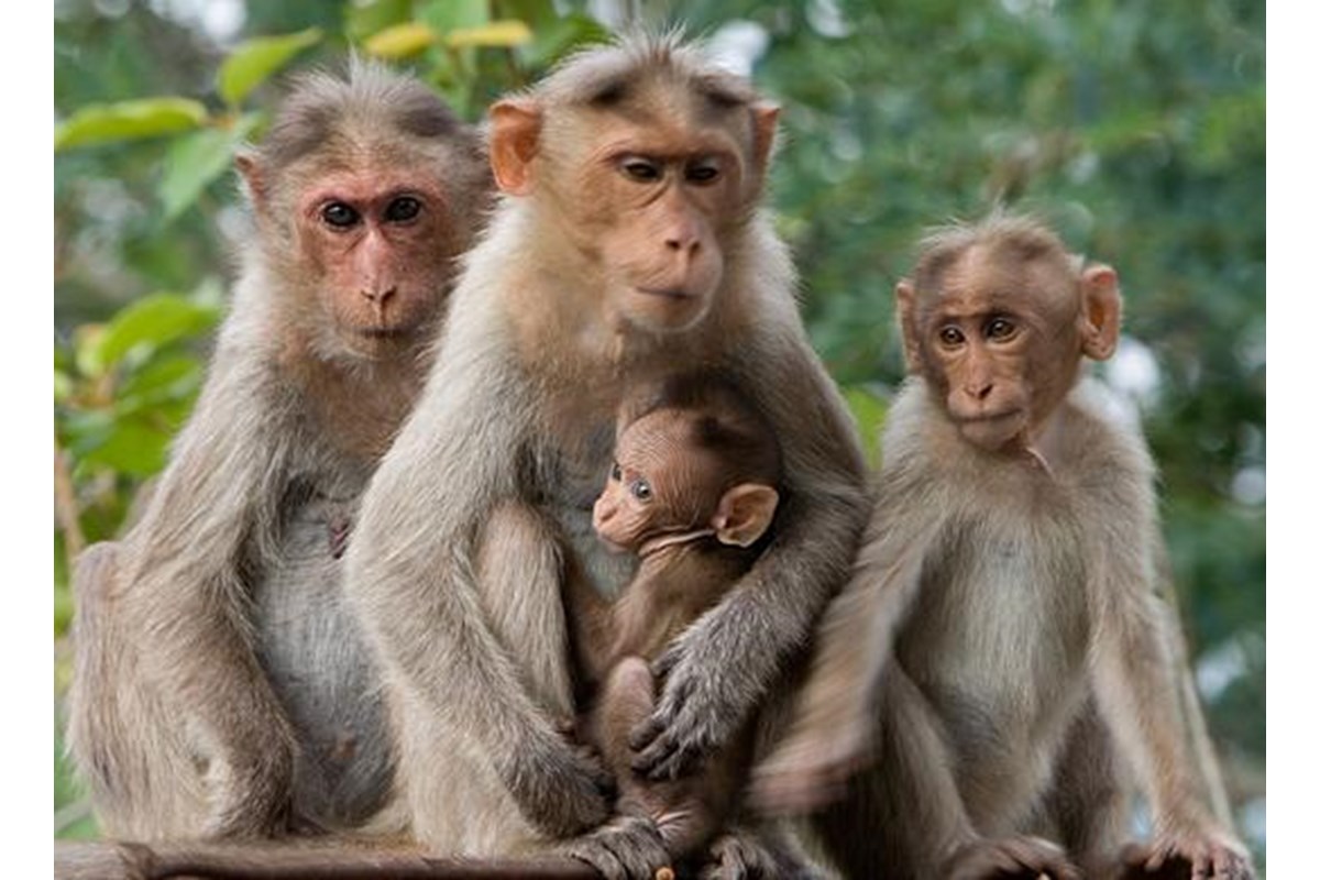 La CEI difende «l’identità della figura naturale della famiglia»