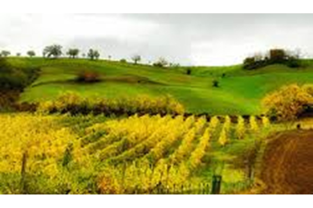 Un team building slow: la fattoria