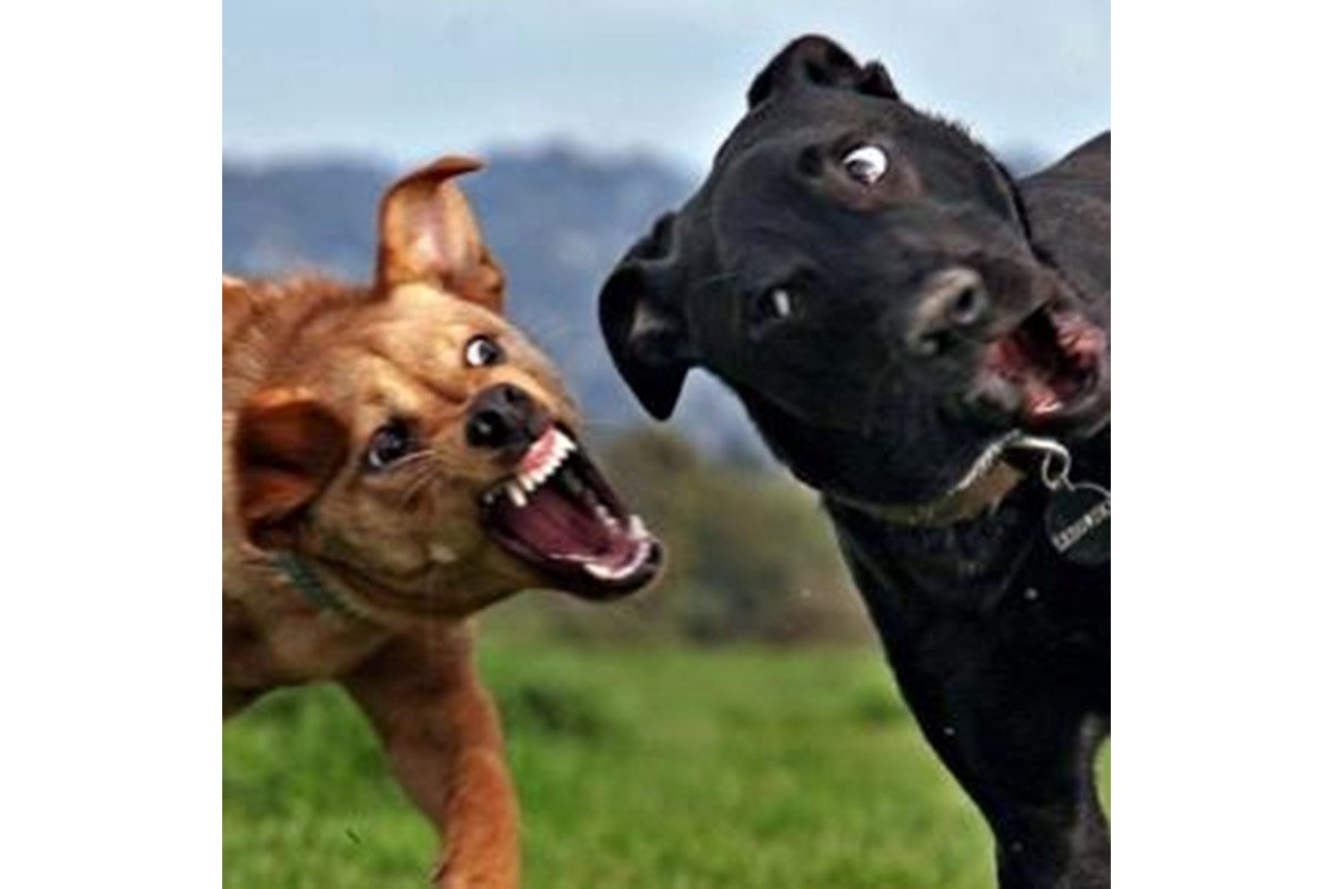 Perchè i cani litigano? Come risolvere il problema delle risse tra cani?