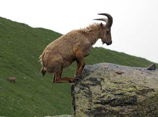 Come fanno le capre ad avere un grande equilibrio?
