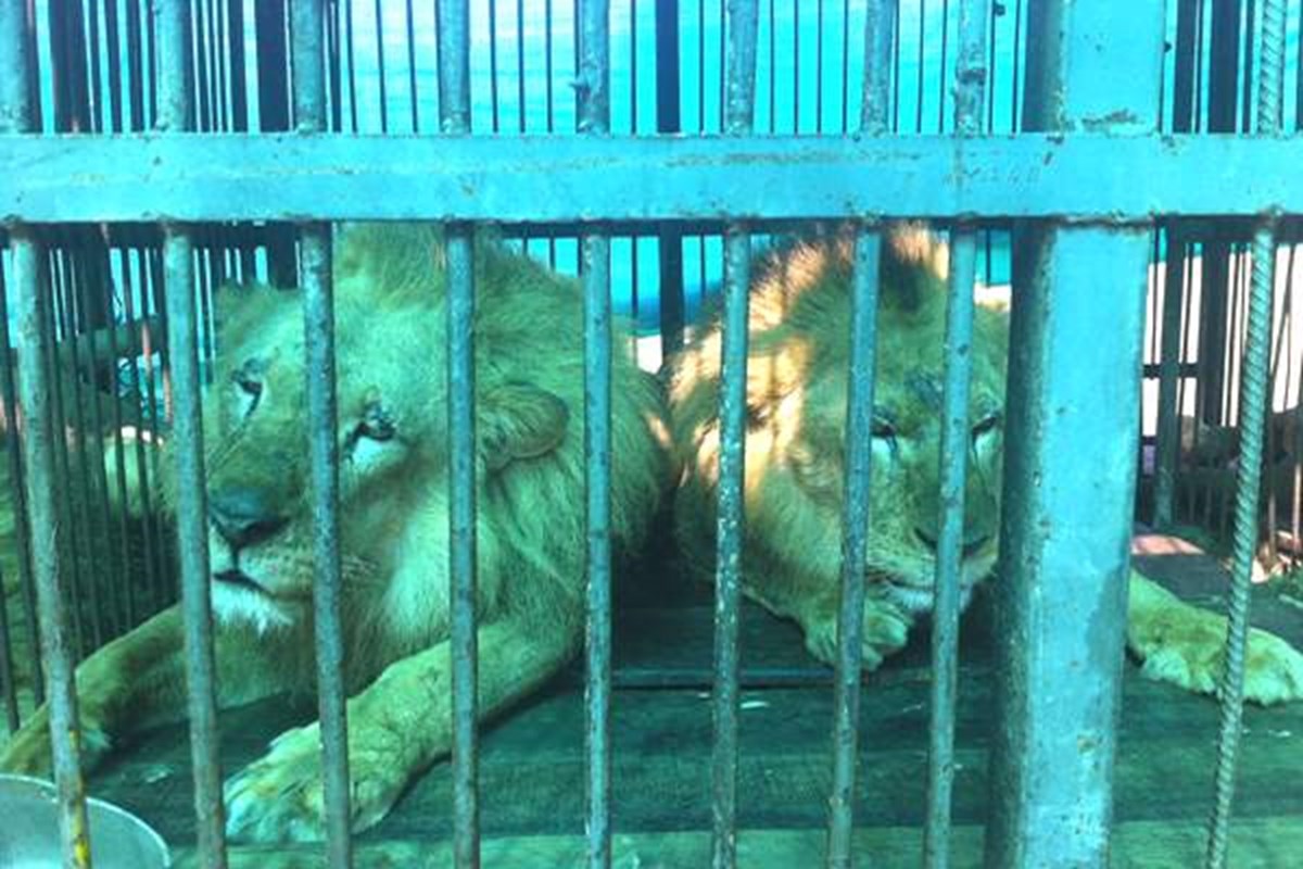 33 leoni salvati da circhi in Sud America torneranno in Africa