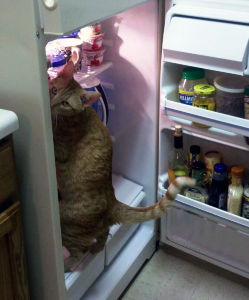 La dieta adatta per il nostro gatto