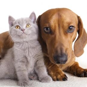 La filariosi nel cane e nel gatto: una malattia pericolosissima