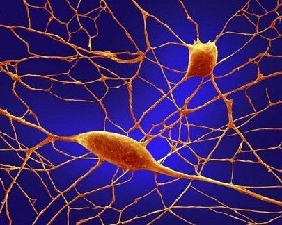 L'immaginazione risiede nelle cellule Gps del cervello