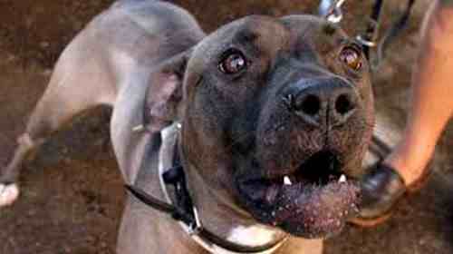 PADRONI DI CASA AGGREDITI DAL LORO CANE PITBULL