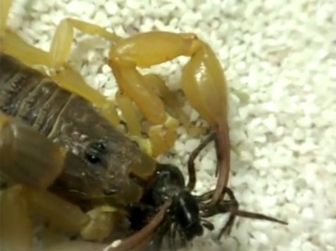 Scorpione Dorato Cinese – Mesobuthus martensii
