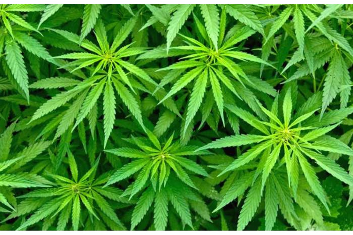 Far uso di Cannabis non sarà più reato? A luglio si inizierà a discuterne alla Camera