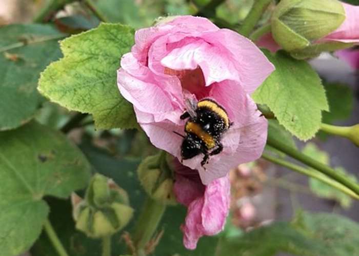 Altea, la pianta della guarigione