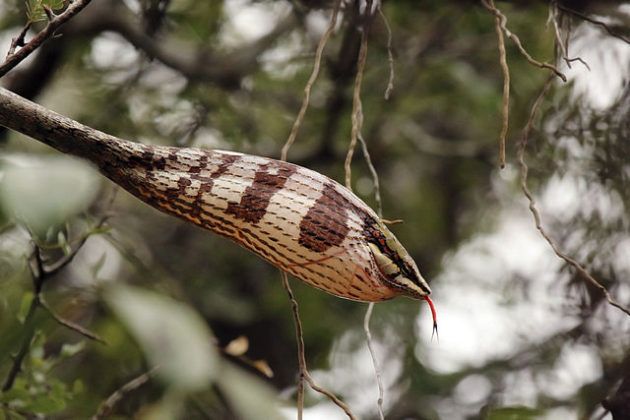 Serpente ramoscello – Thelotornis capensis