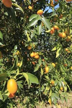 Kumquat, Mandarino Cinese: Proprietà e Benefici