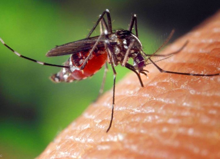Bimba di 4 annni muore di malaria senza esser mai stata all'estero. Per un leghista è colpa degli africani