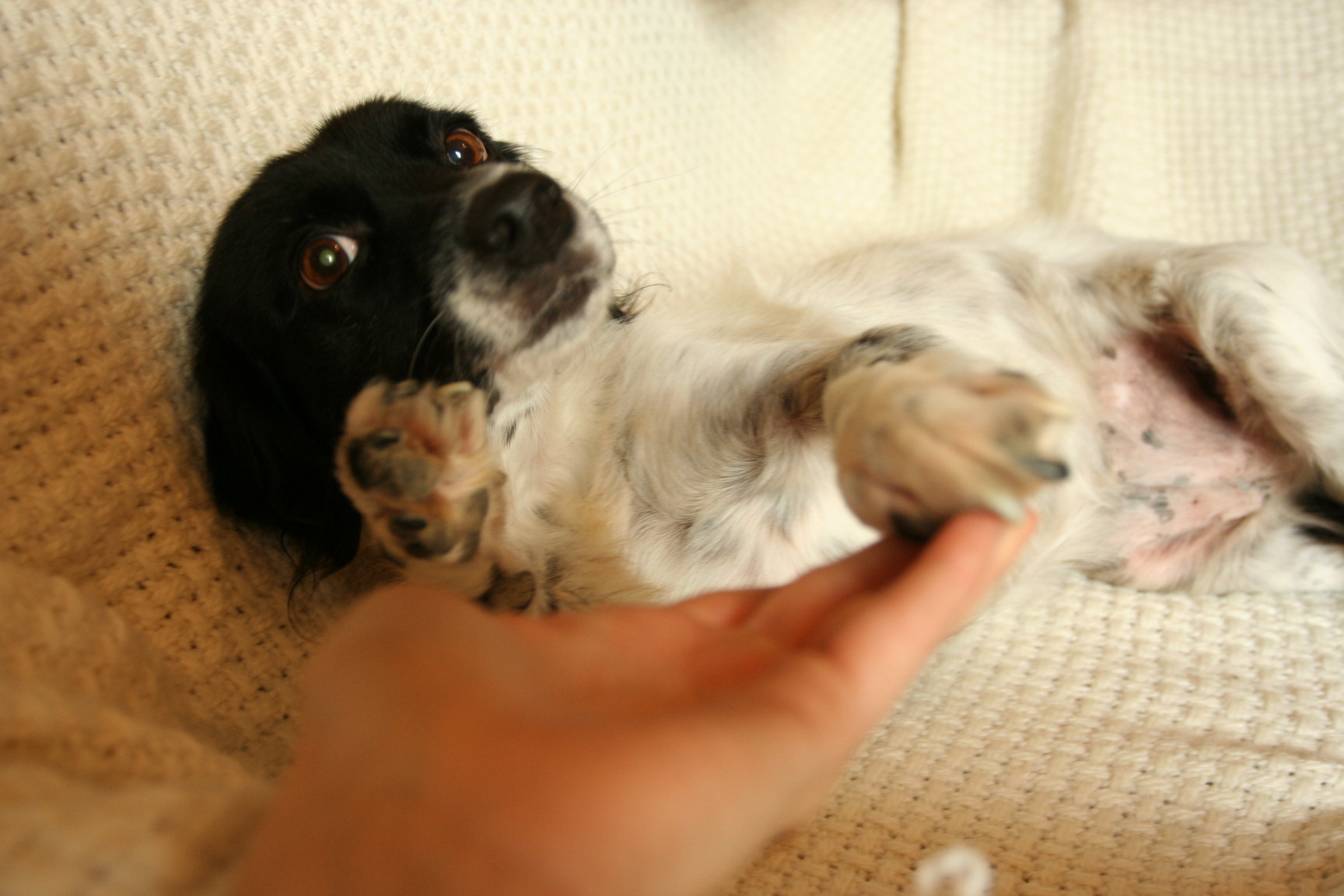 La Sezione Mugello Valdisieve Fi Della Lega Nazionale Per La Difesa Del Cane Augura Buon Anno